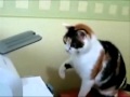 GATO VS IMPRESSORA Wmv