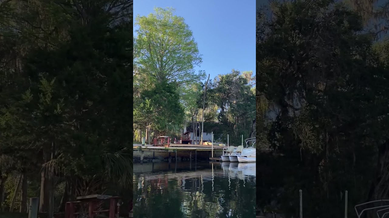 Barred Owls on the Withlacoochee River calling to each other. Canoeing the Withlacoochee River.