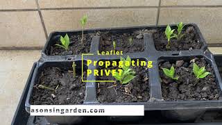 How to propagate privet in summer [ LEAFLET ]