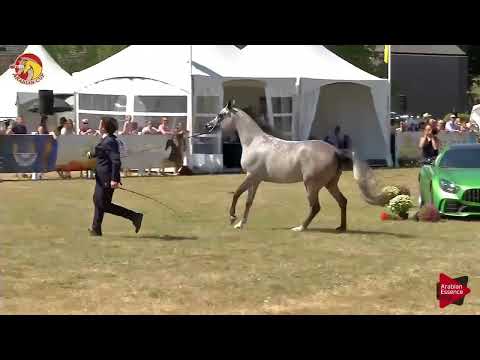 Elran Cup 2018 - Junior Mares Championship