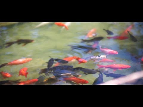 blanco billions - who would've thought (video)