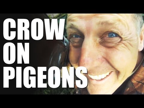 Pigeon shooting with Andy Crow: knock-down power (CrowHow Ep1) Pigeon shooting with Andy Crow: knock-down power (CrowHow Ep1)