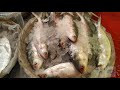পদ্মার বড় ইলিশ Hilsa Fish Cutting Ilish Fish