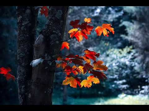 Jonas Schmidt ft. henrikz - Fall Again