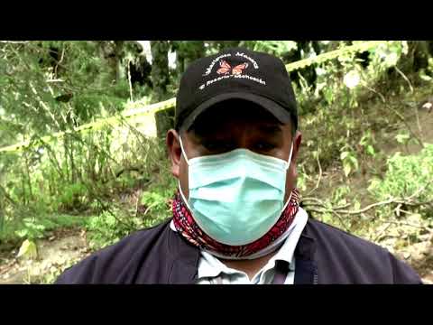 君主到達墨西哥，但不是遊客。 (Monarchs arrive in Mexico, but not tourists)