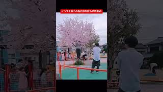 幼稚園児以下だと思う人は…👍　　　　　　　　　　#迷惑行為 #桜