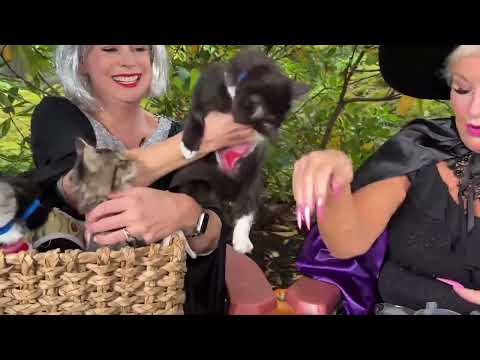 Boo! The Bird Litter kittens are a total treat along with Halloween pet safety tips - YouTube