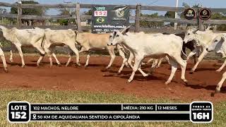 Vídeo LOTE 152