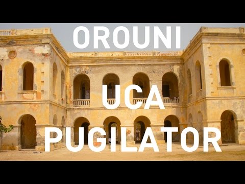 Orouni - Uca Pugilator