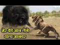 10 ऐसे जानवर जो शेर की जान ले सकते हैं . 10 ANIMALS THAT CAN KILL 