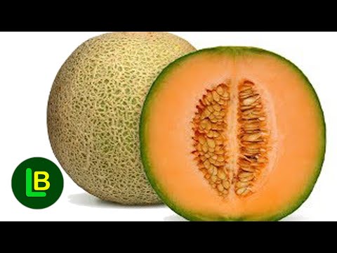 ČUDO OD SEMENKI DINJE