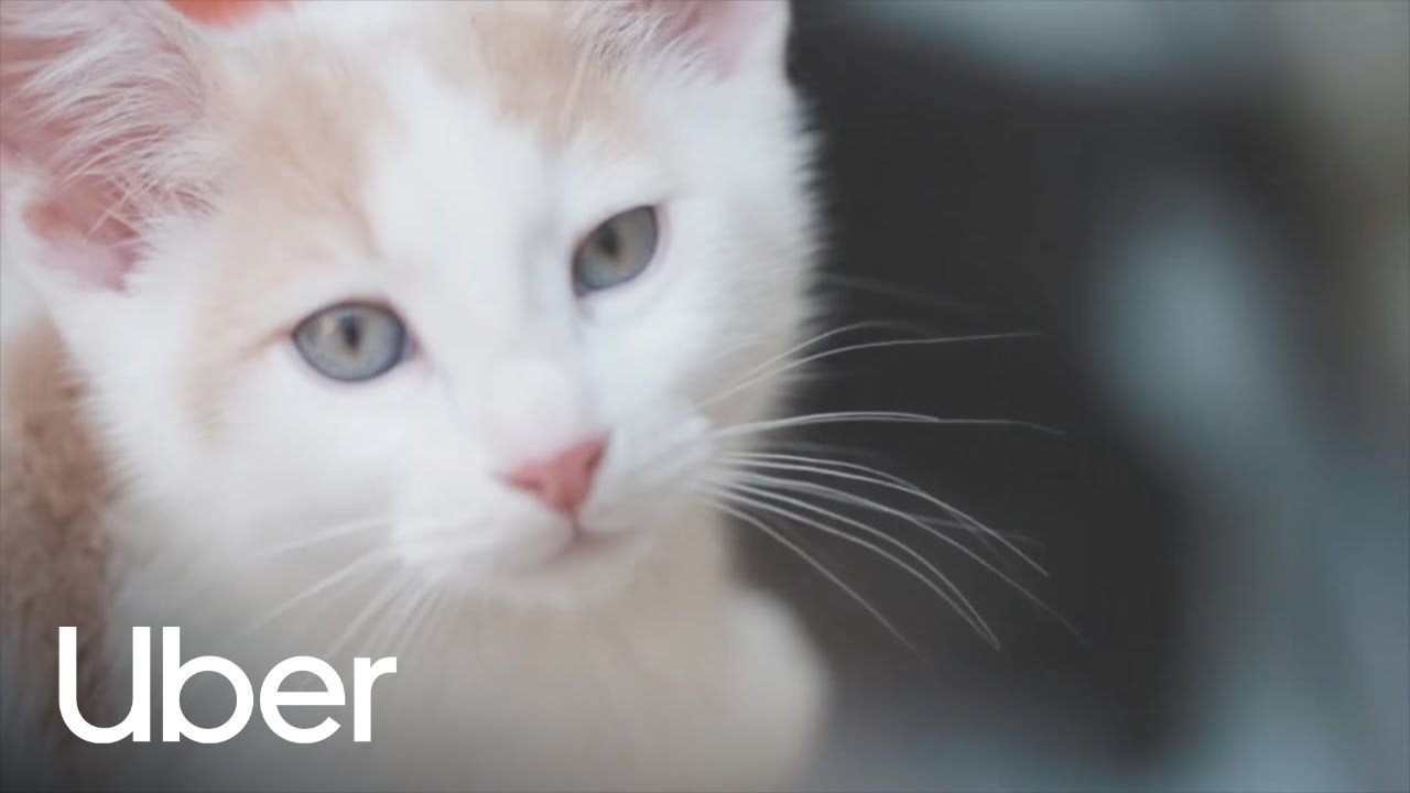 Uber Australia Is Delivering Kittens For You To Love And Hold Today In Six Different Cities