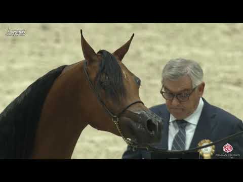 N 6 HDM BELLA CIAO   Paris 2019   Yearling Fillies Class 1A