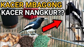 Download lagu KACER MBAGONG | DR KACER mp3 Download lagu KACER MBAGONG | DR KACER mp3