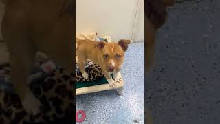 Video preview image #1 Mutt Puppy For Sale in Emmett, ID, USA