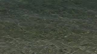 preview picture of video 'The clear water of a beach at San Antonio, Northern Samar (Haven Beach Resort) (September 8, 2007)'