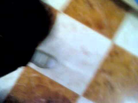 Susan in super market Hollywood