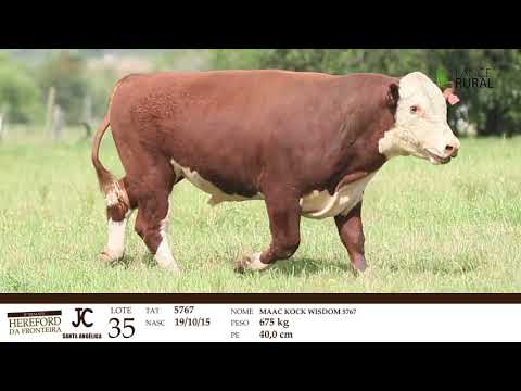 REMATE HEREFORD DA FRONTEIRA - LOTES DA CABANHA SANTA ANGELICA