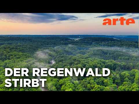 Bedrohter Amazonas: Die schmutzige Wahrheit | Doku HD | ARTE