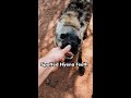 HYENAS TEETH Shorts