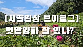 [시골일상 브이로그] 텃밭 양파 올해도..
