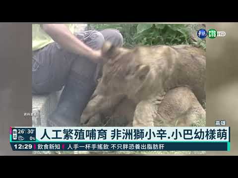 不敵腎臟病 壽山11歲非洲獅小巴病逝