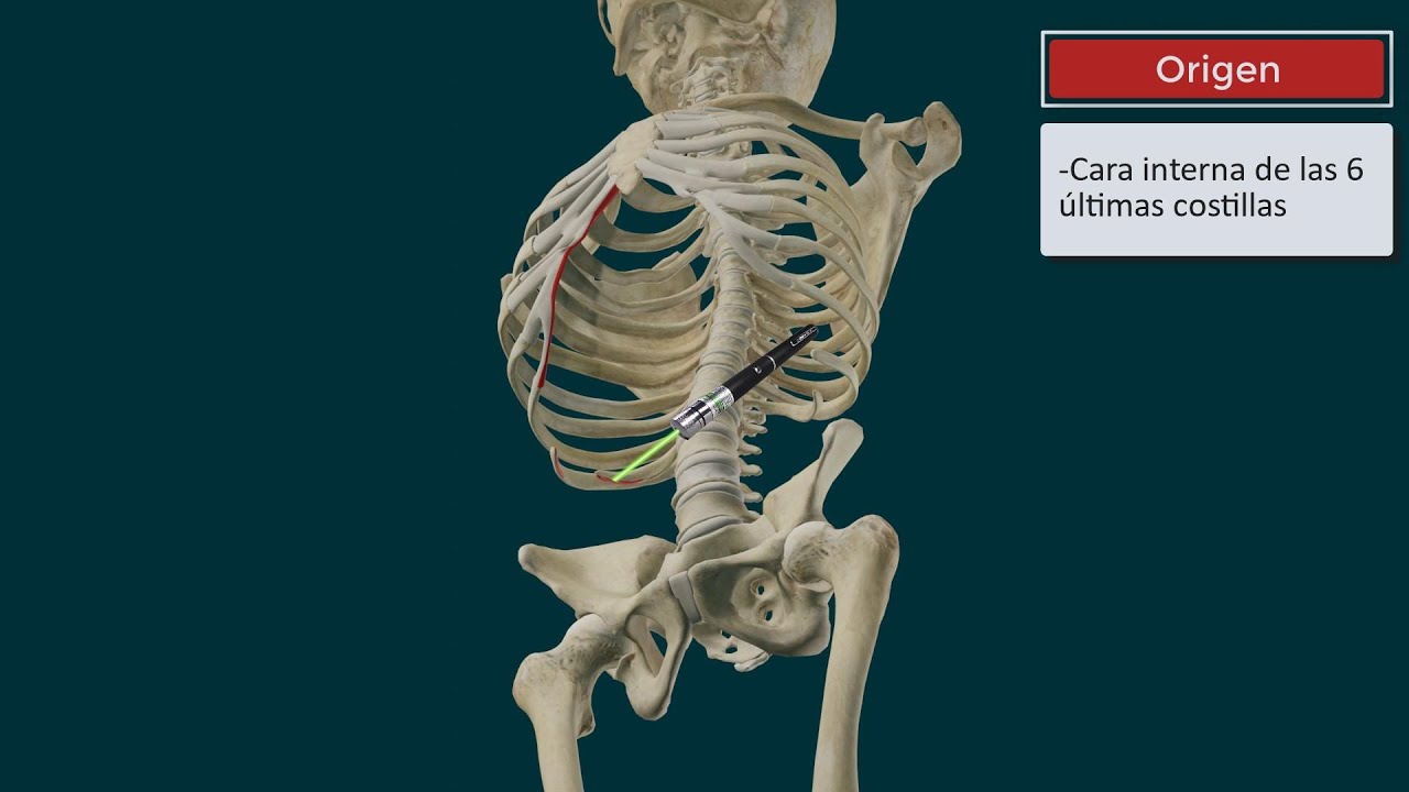 Transverso Abdominal. Paredes del Abdomen 2