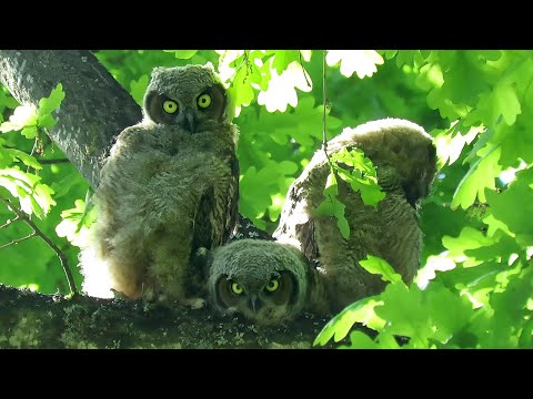 Great Horned Owl Chicks