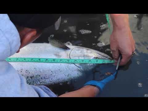 Hatchery chinook benefit tribal culture, guide salmon recovery