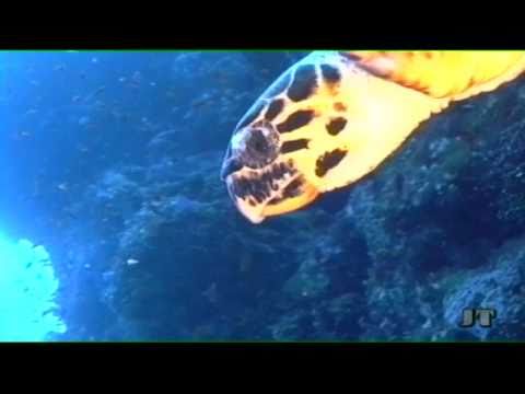 Tauchbuddy Sea-Turtel, Elphinstone Reef (Marsa Alam),Ägypten