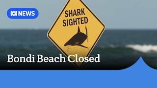 Shark sighting at Bondi Beach for third day in a row | ABC NEWS