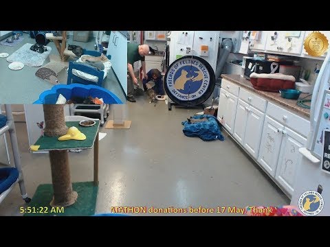 Stan's 20180414 Jacci vs mouse