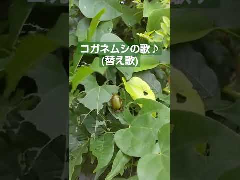 コガネムシは何を食べるのですか？彼らはあなたの庭への脅威ですか？  庭園