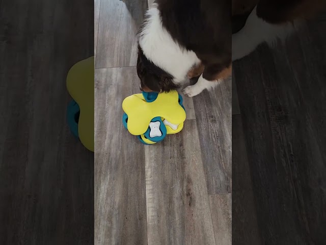 Vídeo relacionado con Nina Ottosson por Outward Hound Dog Worker - Dispensador Interactivo de recompensas - Rompecabezas para Perros - Verde