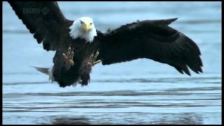 C.H.A.D The Change - Don&#39;t look down (f. Yasiin Bey)