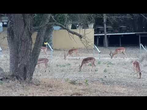Djuma: Impalas and Nyala bulls - 17:38 - 08/19/21