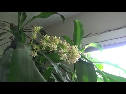 Corn Stalk Flower