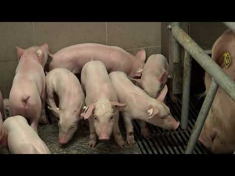 Powder Pig Feed Concentrate, Packaging Type: PP Bag, Packaging Size: 25 Kg