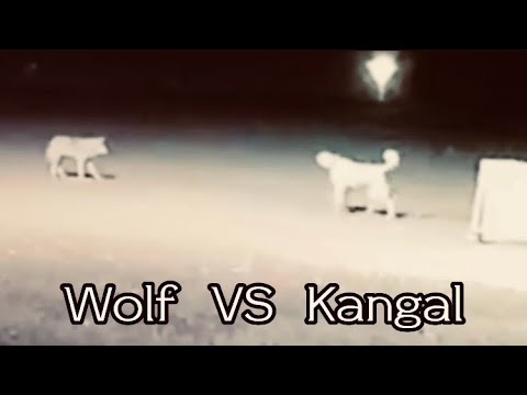 Dünyanın en güçlü köpeği Kangal