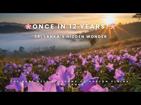 🌸 Flowers That Bloom Once in 12 Years | Nelu Blossoms of Horton Plains Sri Lanka