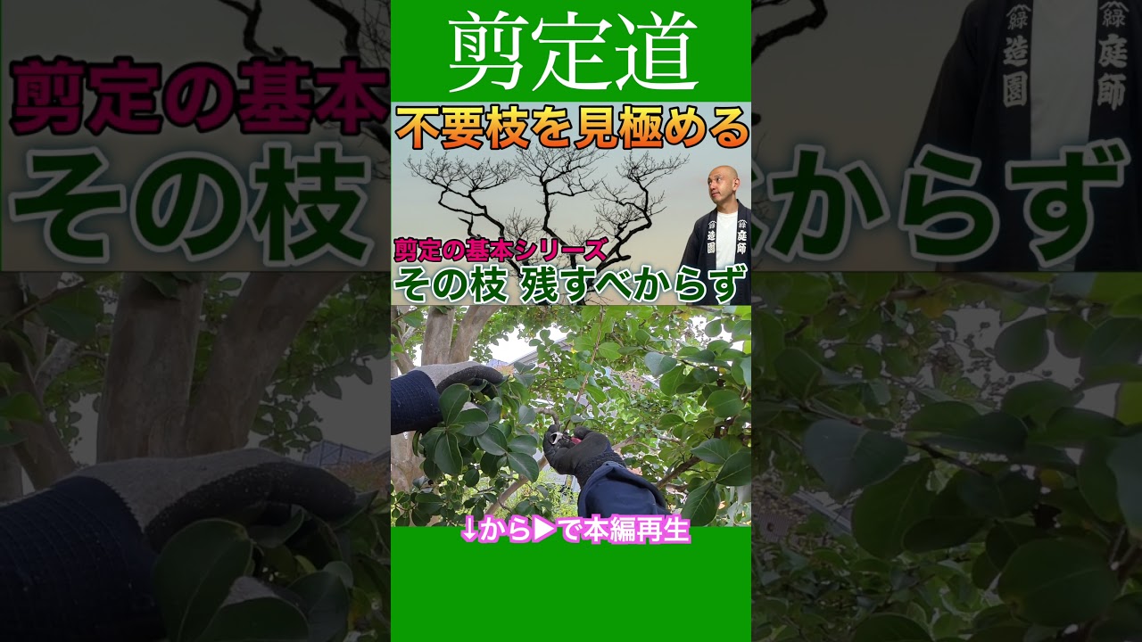 不要枝を見極める　剪定の基本シリーズ　 #剪定方法 #農業 #庭作業 #剪定の基本 #不要枝