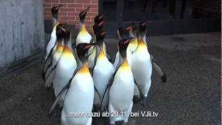 Happy Feet im Zoo Basel - Teaser Pinguwalk