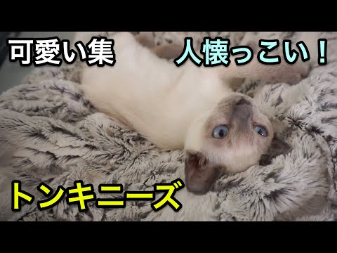 トンキニーズ猫
