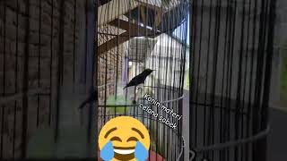 Download lagu Konin gacor materi celana sobek.😂 #koningacor #shorts #kolibrininja #celanasobek #hummingbird mp3 Download lagu Konin gacor materi celana sobek.😂 #koningacor #shorts #kolibrininja #celanasobek #hummingbird mp3