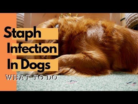 Staph infection in Dogs
