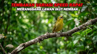 Download lagu PANCINGAN PLECI NEMBAK VARIASI SPEED RAPAT , BIKIN LAWAN IKUT GACOR DAN CEPAT BUKA PARUH mp3