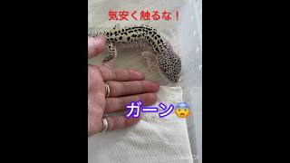 我が家のレオパ名前は…「お父さん」