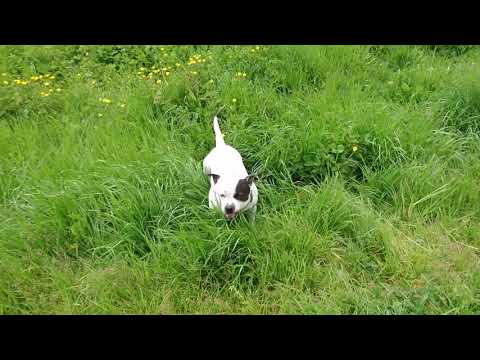 Astrabudua!! Partido contra la violencia de género, di no !!