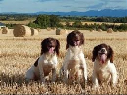Springer Spaniel roughshooting woodcock.