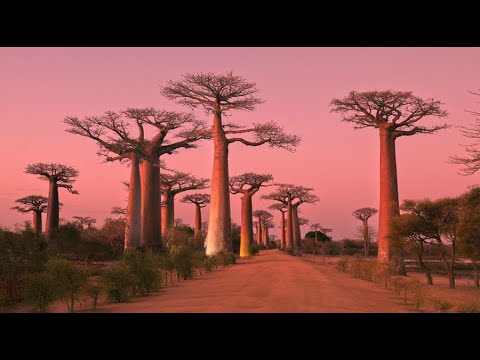 MADAGASCAR, Baobab Alley & Baobab in Love: Amazing Planet (4K) 2022